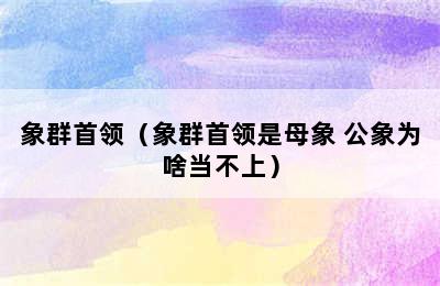 象群首领（象群首领是母象 公象为啥当不上）